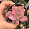Graptoveria Mrs Richards Variegated