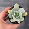 Echeveria 'Blue Cloud'