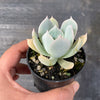 Echeveria 'Blue Cloud'