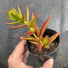 Crassula Fusca