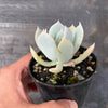 Echeveria 'Blue Cloud'