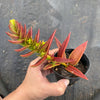Crassula Fusca