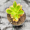 Echeveria 'Candy' (w/pup)