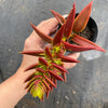 Crassula Fusca