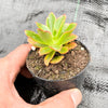 Echeveria 'Candy' (w/pup)