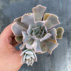 Echeveria 'Gunsyn'