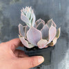 Echeveria 'Gunsyn'