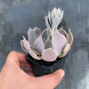 Echeveria 'Gunsyn'