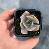 Echeveria 'Gunsyn'