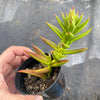 Crassula Fusca