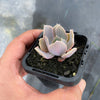 Echeveria 'Gunsyn'