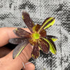 Aeonium 'Big Bang' (1 x CUTTING)