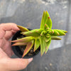 Crassula Fusca