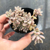 Graptopetalum mendozae 'Mirinae' (miniature pink form)