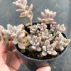 Graptopetalum mendozae 'Mirinae' (miniature pink form)