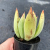 Echeveria 'Icicle' (1 x CUTTING)