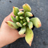 Echeveria 'Icicle' (1 x CUTTING)