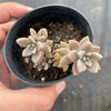 Graptopetalum mendozae 'Mirinae' (miniature pink form)