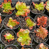 Echeveria Fimbriata Fasciculata Crest