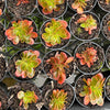 Echeveria Fimbriata Fasciculata Crest
