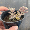 Graptopetalum mendozae 'Mirinae' (miniature pink form)