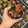 Echeveria Fimbriata Fasciculata Crest