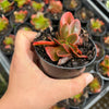 Echeveria Fimbriata Fasciculata Crest