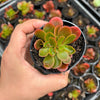 Echeveria Fimbriata Fasciculata Crest
