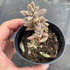 Graptopetalum mendozae 'Mirinae' (miniature pink form)