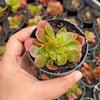 Echeveria Fimbriata Fasciculata Crest