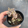 Graptopetalum mendozae 'Mirinae' (miniature pink form)