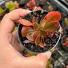 Echeveria Fimbriata Fasciculata Crest
