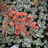 Crassula 'FALLWOOD'