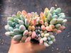 xPachyveria 'Clavifolia'
