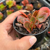 Echeveria Fimbriata Fasciculata Crest