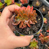 Echeveria Fimbriata Fasciculata Crest