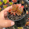 Echeveria Fimbriata Fasciculata Crest