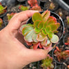 Echeveria Fimbriata Fasciculata Crest