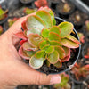 Echeveria Fimbriata Fasciculata Crest