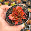 Echeveria Fimbriata Fasciculata Crest