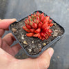 Echeveria 'Cat's Eye'