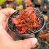 Echeveria Fimbriata Fasciculata Crest