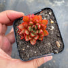 Echeveria 'Cat's Eye'