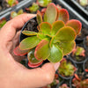 Echeveria Fimbriata Fasciculata Crest