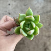Echeveria agavoides 'Blue moon'