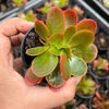 Echeveria Fimbriata Fasciculata Crest