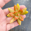 Sedum adolphii (1 x CUTTING)