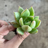 Echeveria agavoides 'Blue moon'