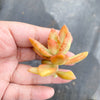 Sedum adolphii (1 x CUTTING)