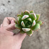 Echeveria agavoides 'Blue moon'